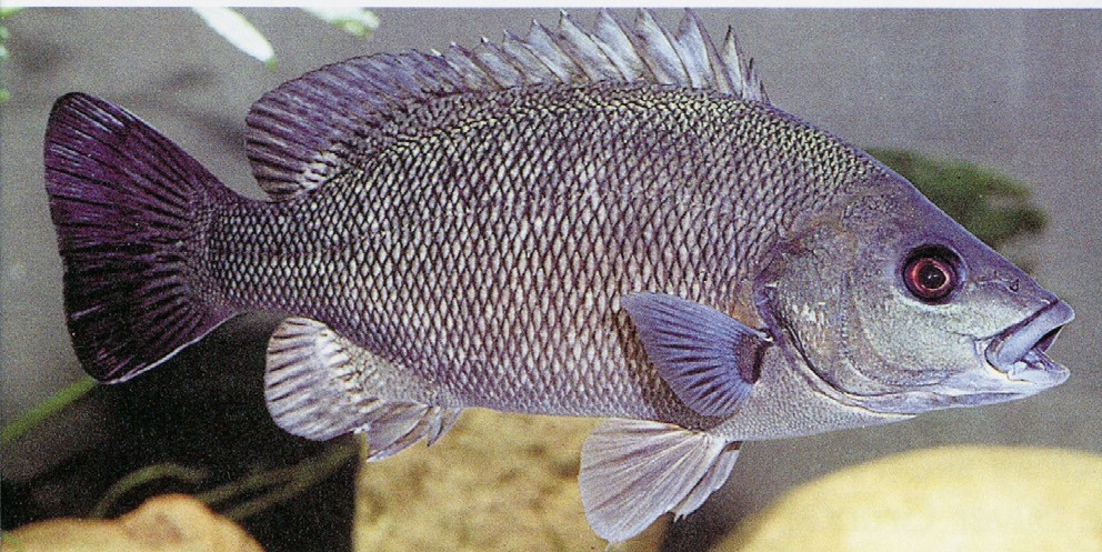 Hephaestus fuliginosus