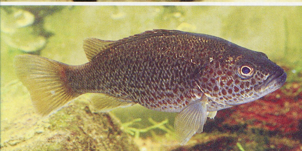 Leiopotherapon unicolor