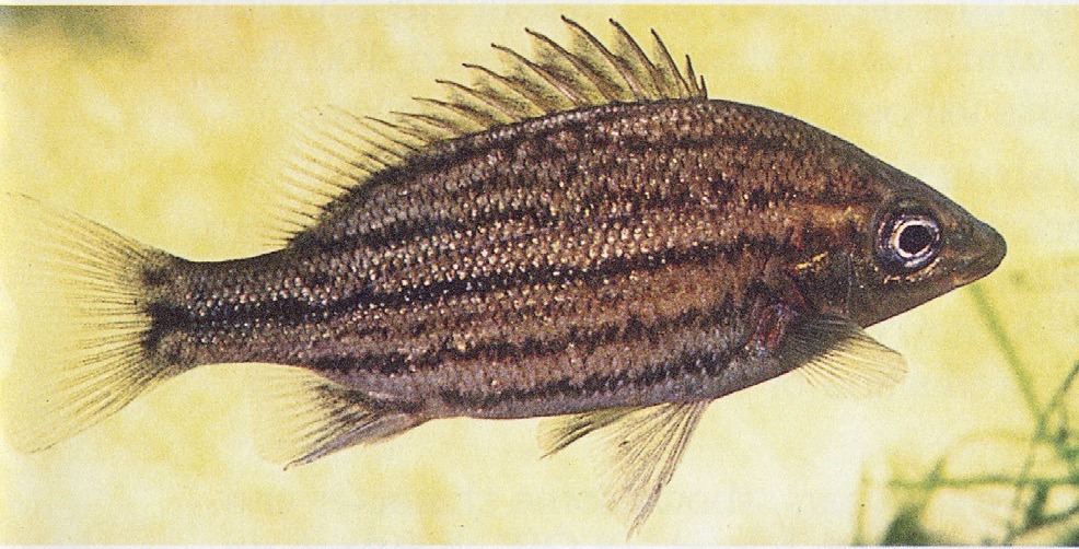 Syncomistes butleri