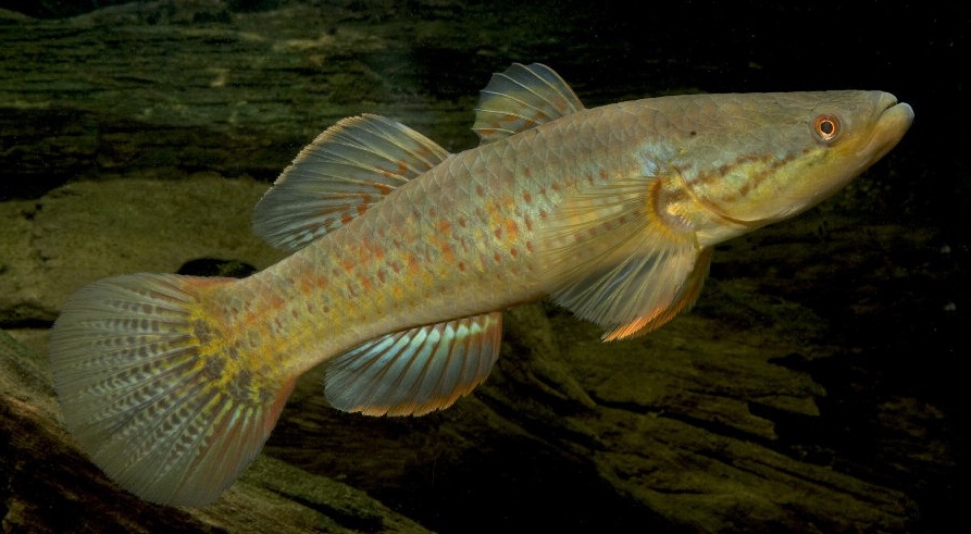 Giurus aporocephalus