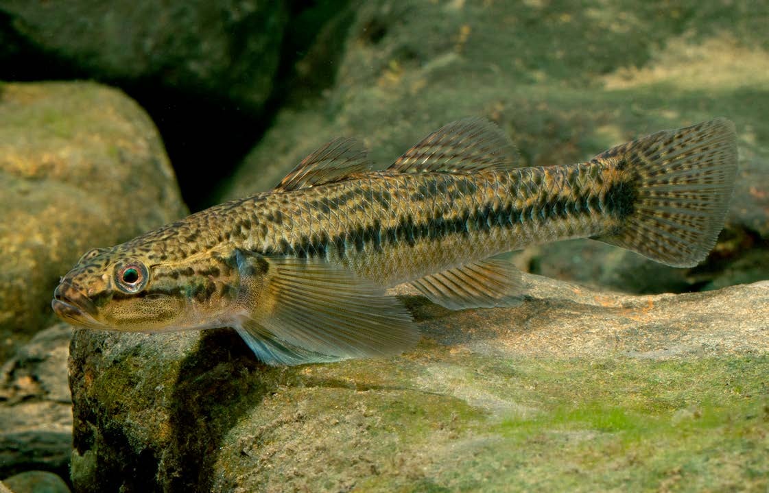 Gobiomorphus coxii