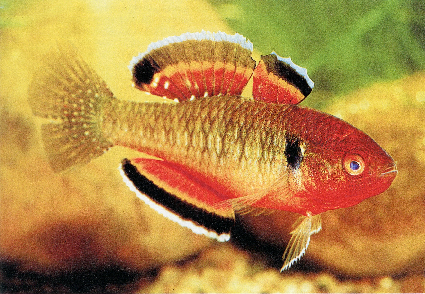 Hypseleotris compressa