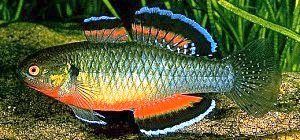 Hypseleotris compressa