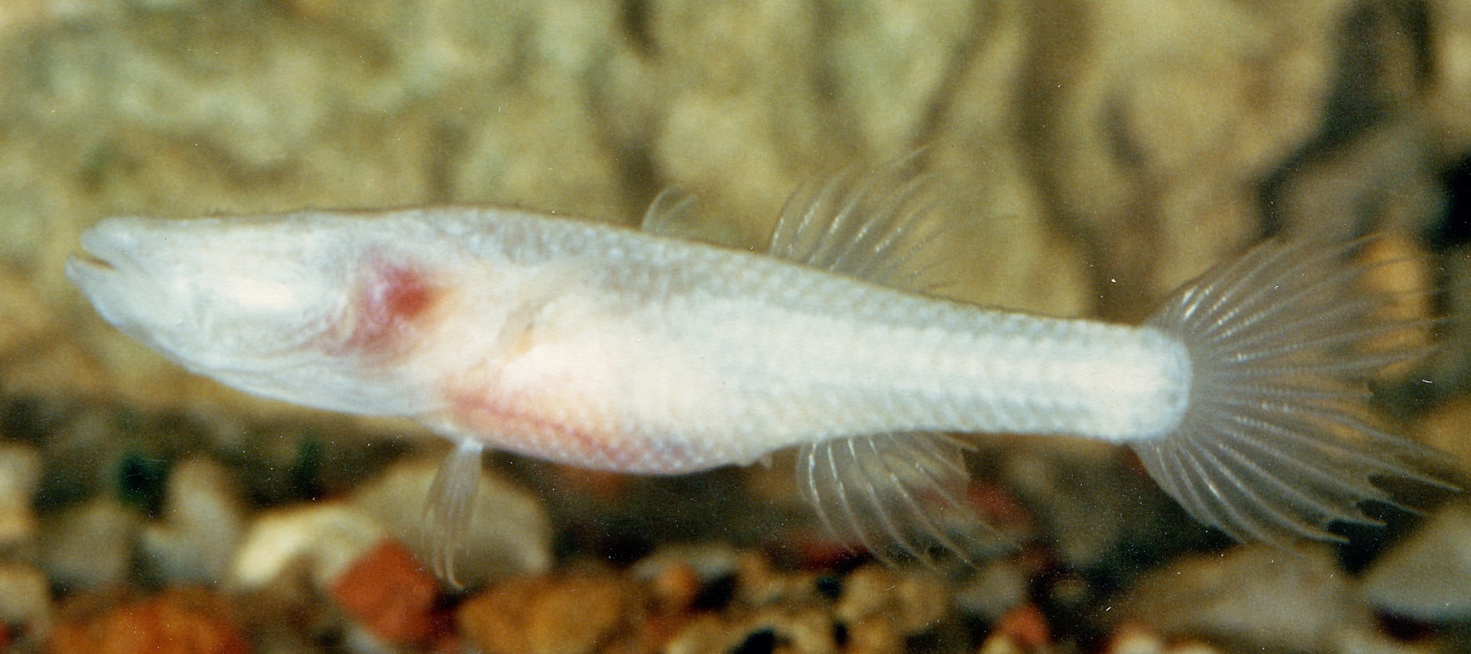 Milyeringa veritas