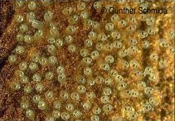 Mogurnda adspersa