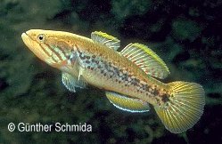Mogurnda adspersa