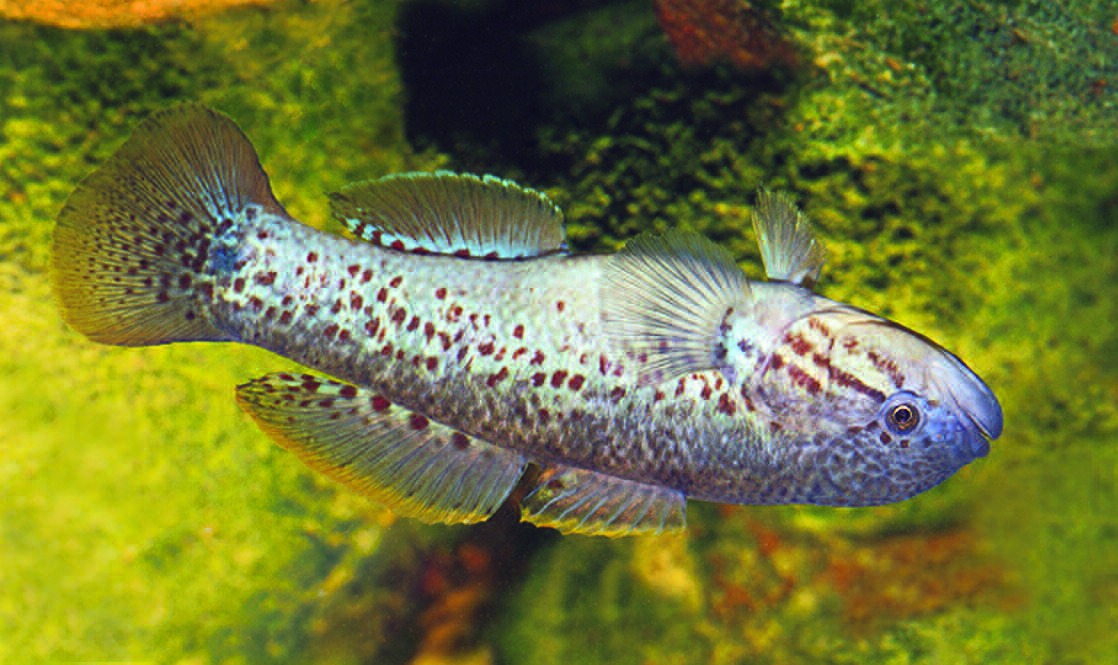 Mogurnda clivicola