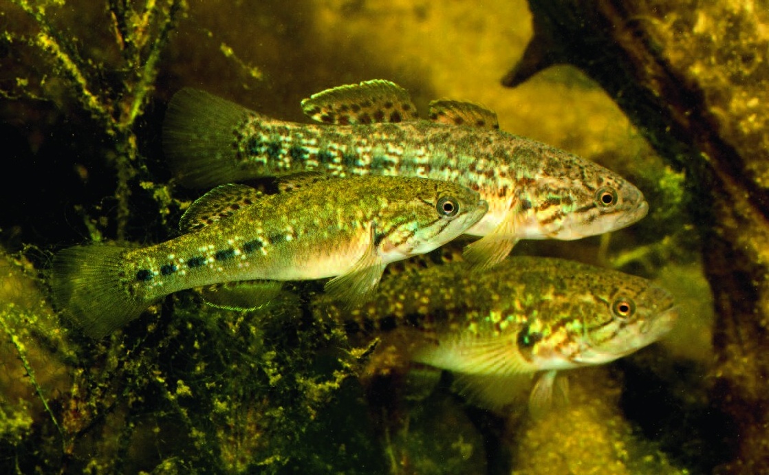 Mogurnda larapintae
