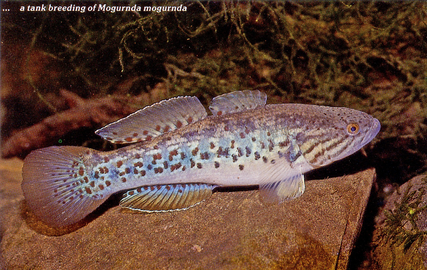Mogurnda mogurnda