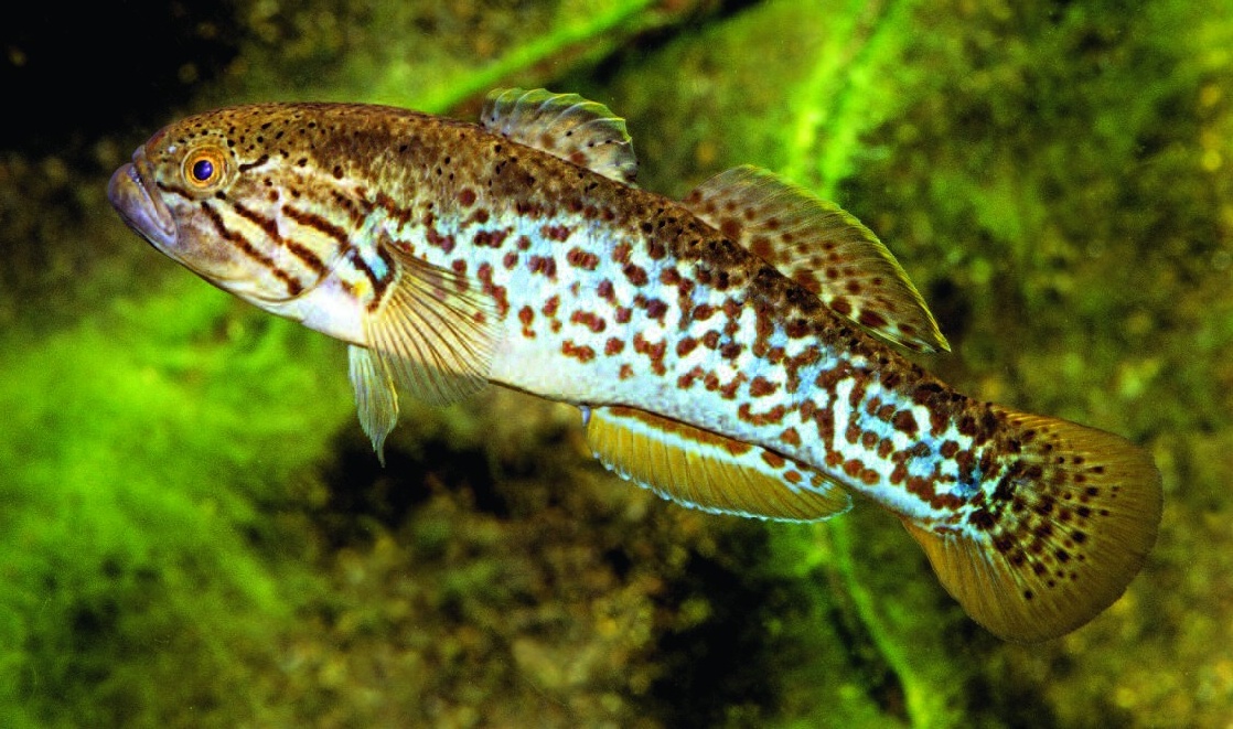 Mogurnda thermophila