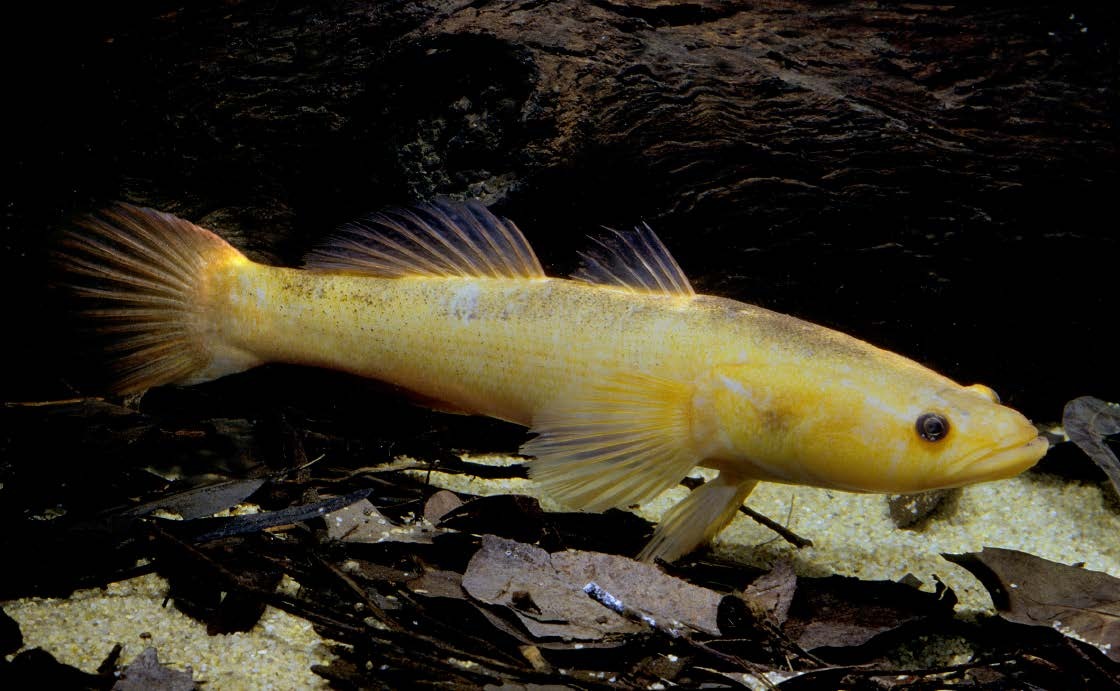 Oxyeleotris lineolata