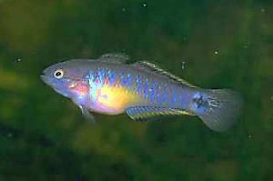 Tateurndina ocellicauda