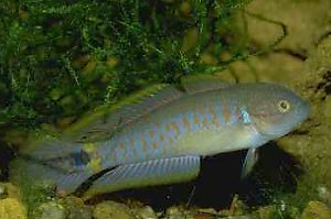 Tateurndina ocellicauda