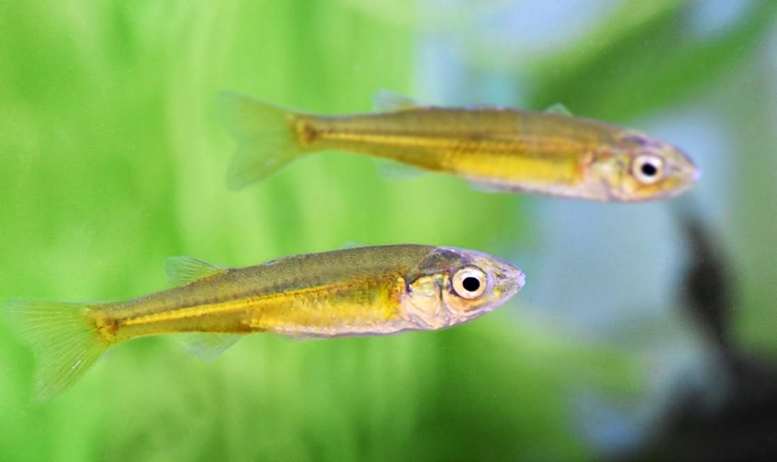 Craterocephalus amniculus