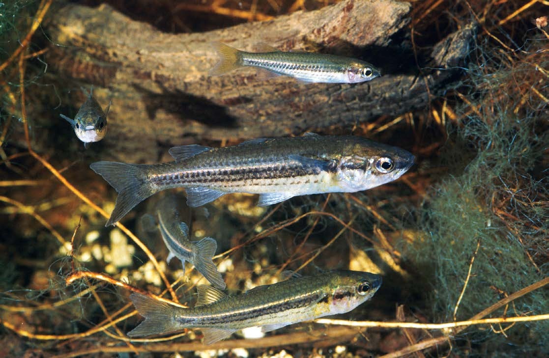 Craterocephalus dalhousiensis