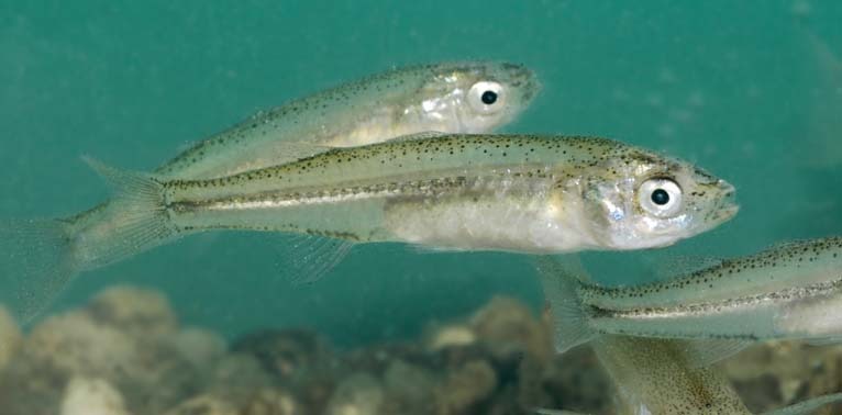 Craterocephalus eyresii