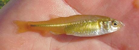 Craterocephalus fluviatilis
