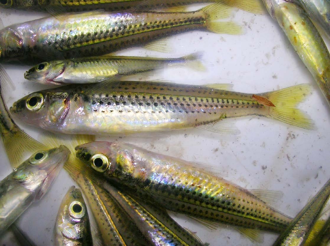 Craterocephalus stercusmuscarum fulvus