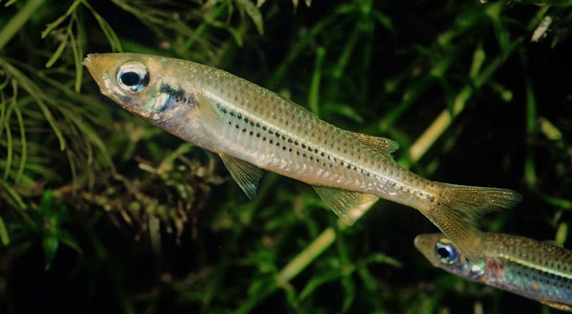 Craterocephalus lacustris