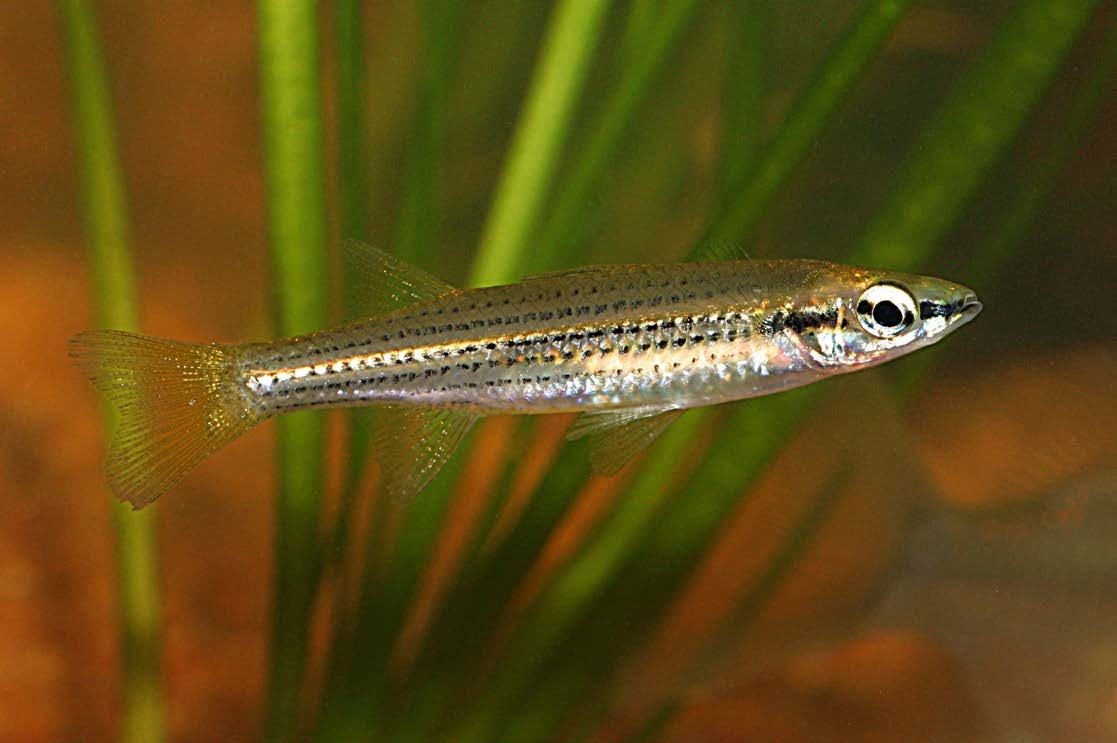 Craterocephalus lentiginosus