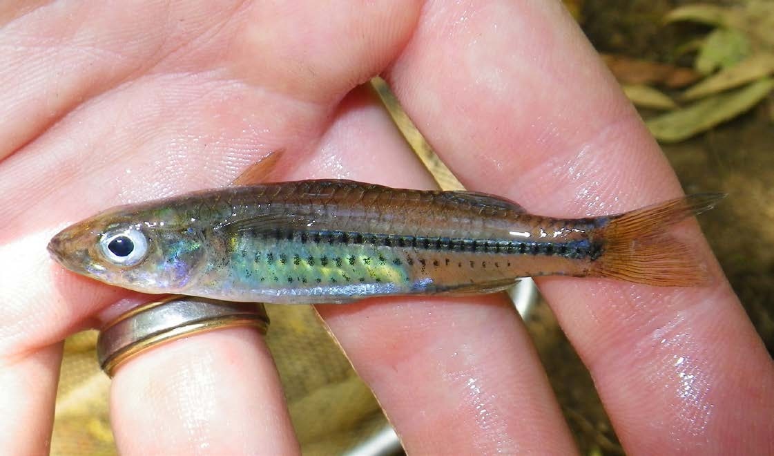 Craterocephalus marianae