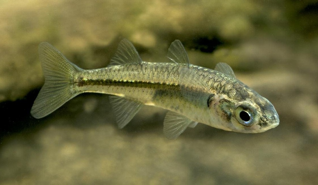 Craterocephalus marjoriae