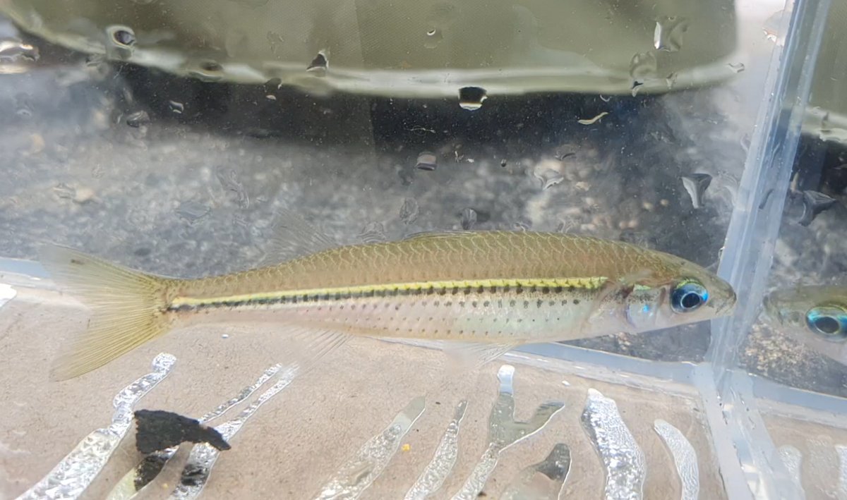 Craterocephalus randi