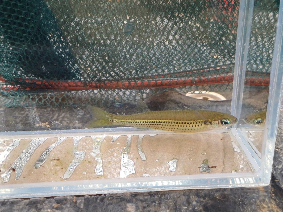 Craterocephalus randi