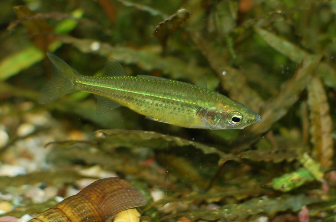 Craterocephalus sp. Mbuta