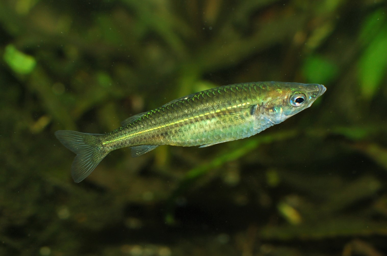 Craterocephalus sp. Mbuta