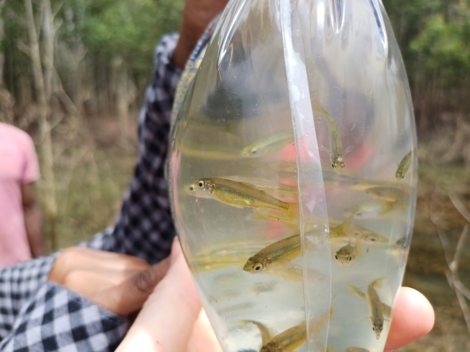 Craterocephalus sp. Mbuta