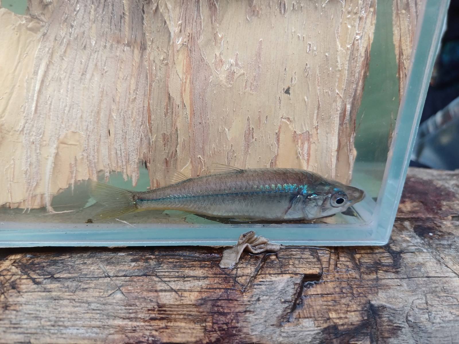 Craterocephalus sp. Mbuta