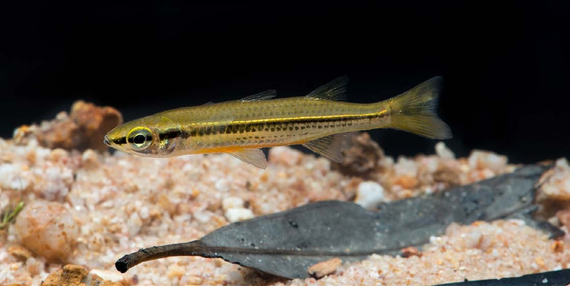 Craterocephalus stercusmuscarum
