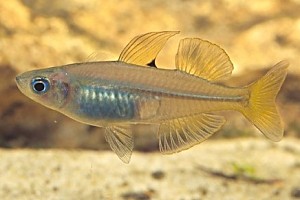Craterocephalus stramineus