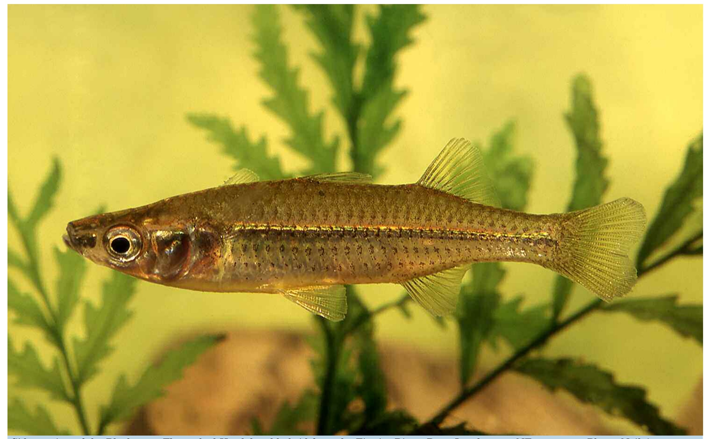 Craterocephalus stramineus × C. stercusmuscarum