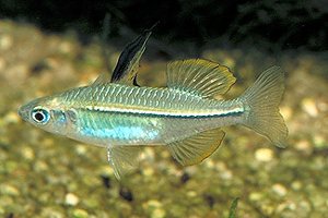Craterocephalus stramineus