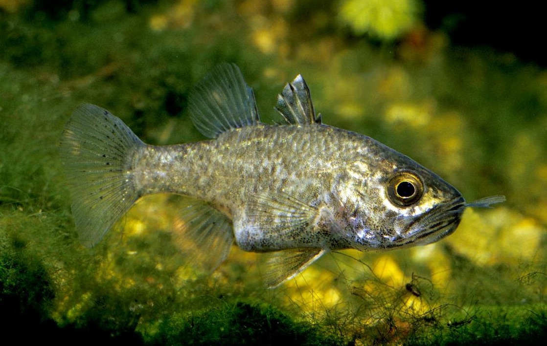 Glossamia aprion