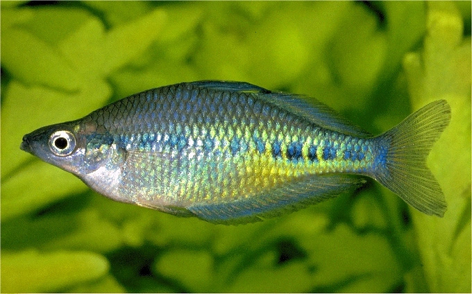 Glossolepis maculosus