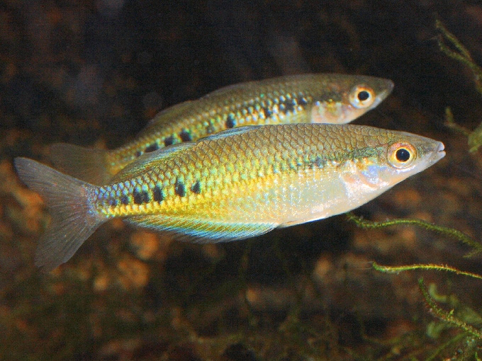 Glossolepis maculosus
