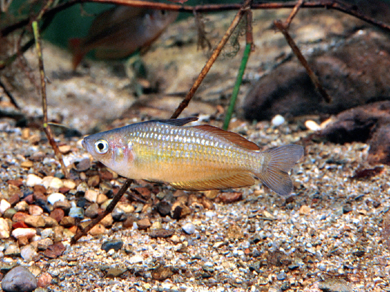 Melanotaenia eachamensis