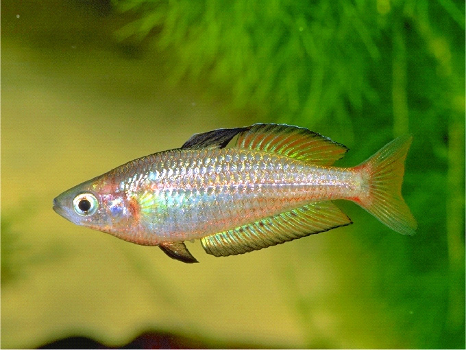 Melanotaenia eachamensis