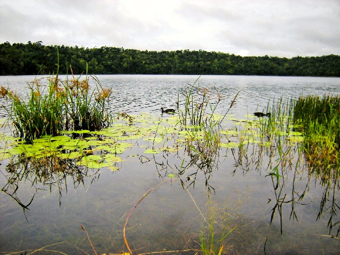 Melanotaenia eachamensis