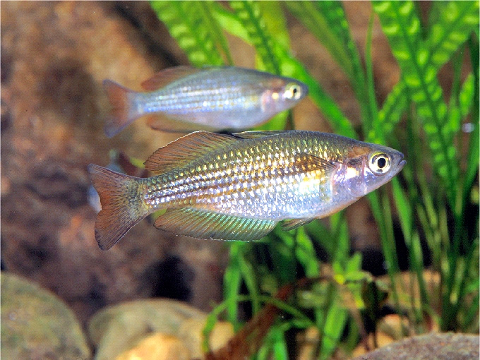 Melanotaenia eachamensis