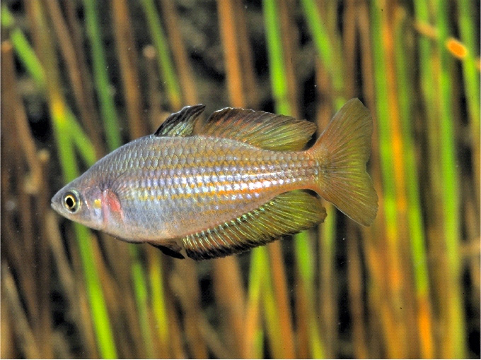 Melanotaenia eachamensis