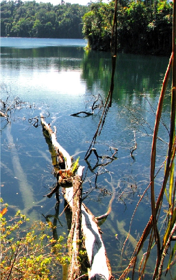 Melanotaenia eachamensis