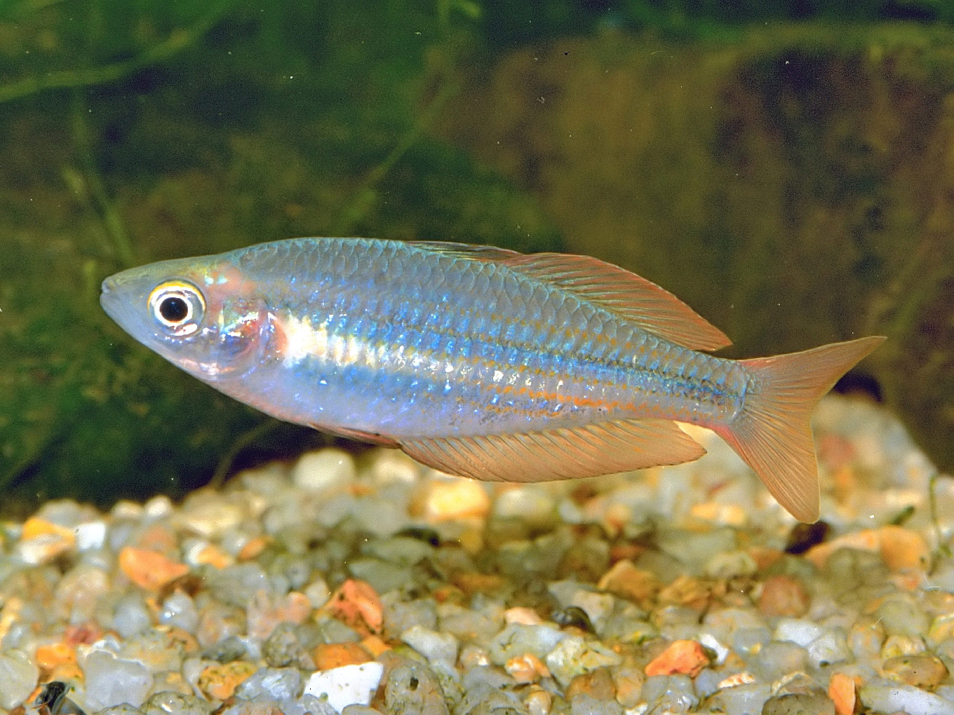 Melanotaenia eachamensis