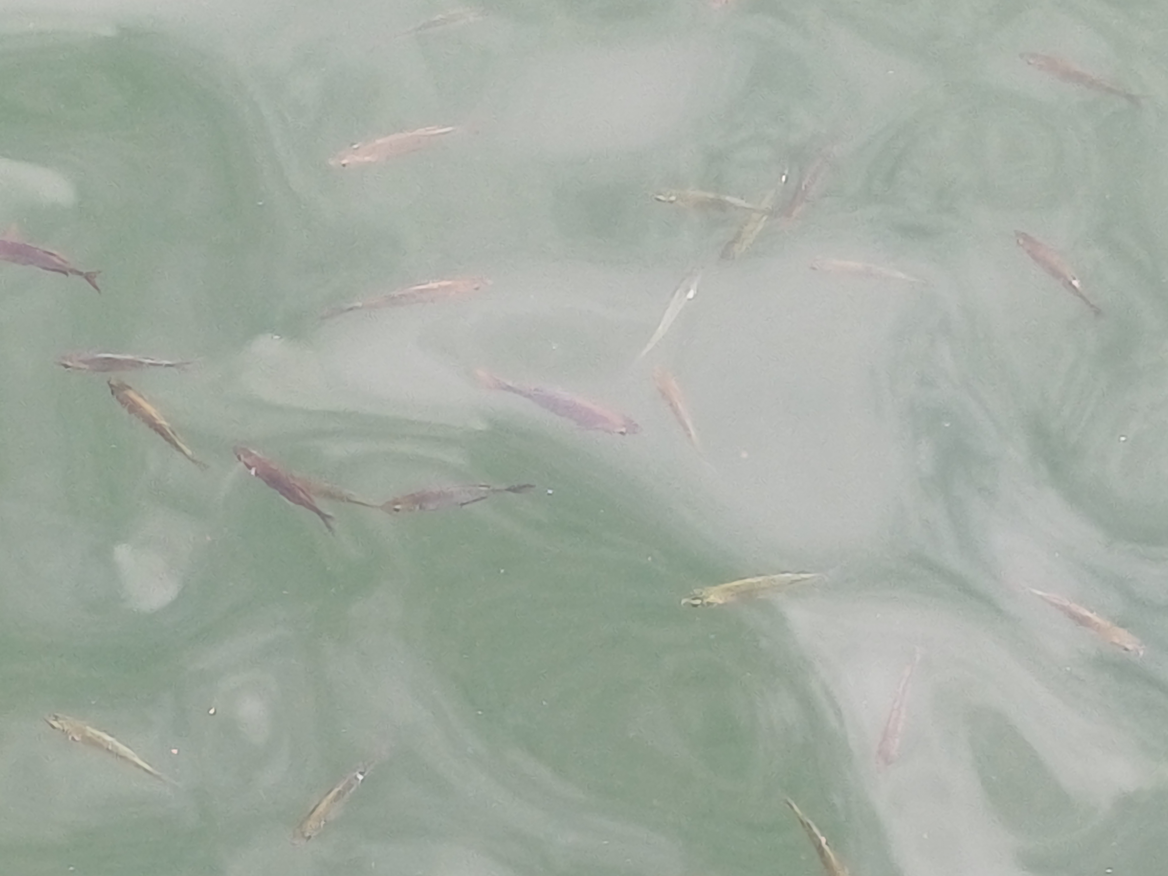 Glossolepis incisus