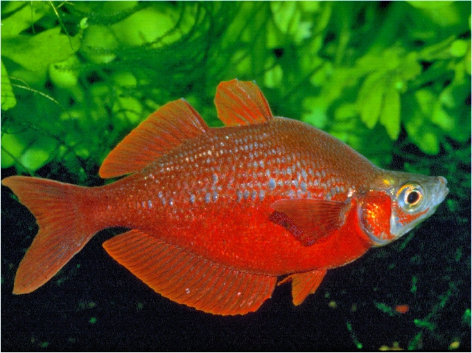 Glossolepis incisus