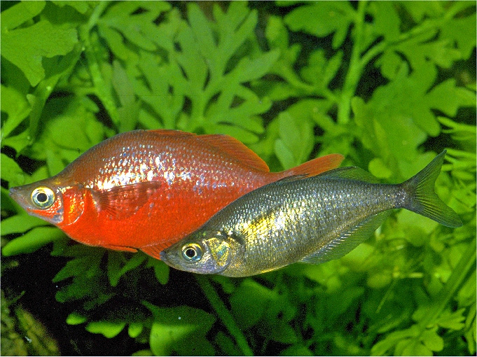 Glossolepis incisus