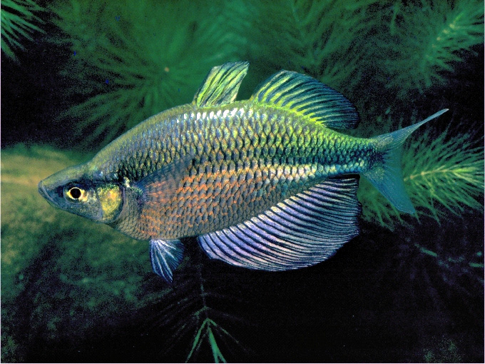 Glossolepis wanamensis